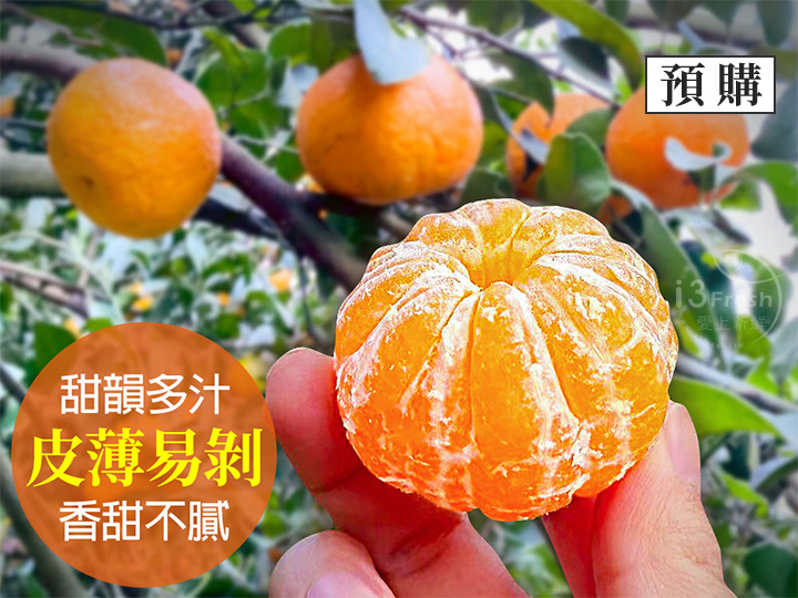 特選鮮採砂糖橘